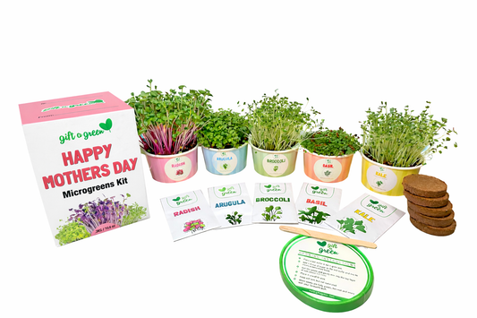 Gift Box - Mother's Day Sow and Grow Organic Microgreens
