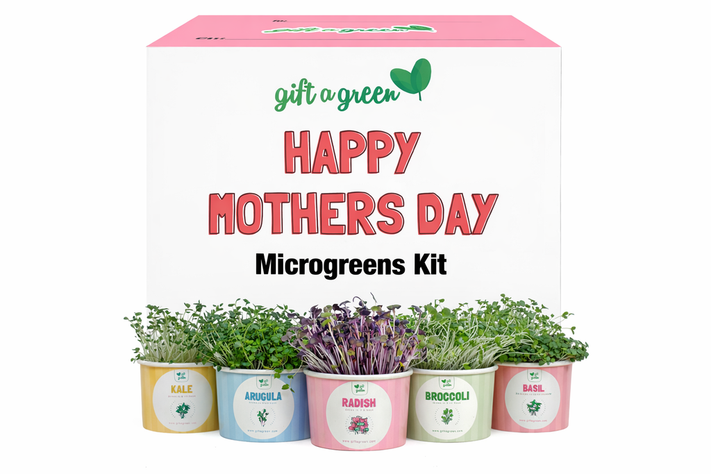 Gift Box - Mother's Day Sow and Grow Organic Microgreens