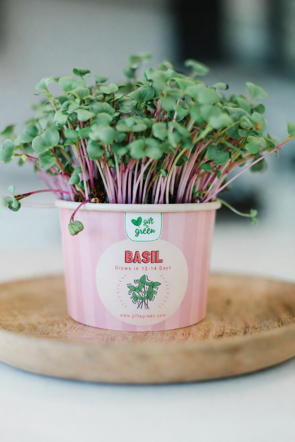 Gift Box - Mother's Day Sow and Grow Organic Microgreens
